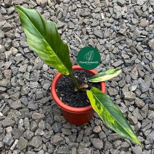 Puede incluir: Una planta en maceta con hojas grandes y verdes con variegaciones amarillas. La planta está en una maceta de color terracota llena de tierra negra. El fondo está compuesto de grava gris, y un logotipo circular verde con el texto "FloraGardenID" es visible.