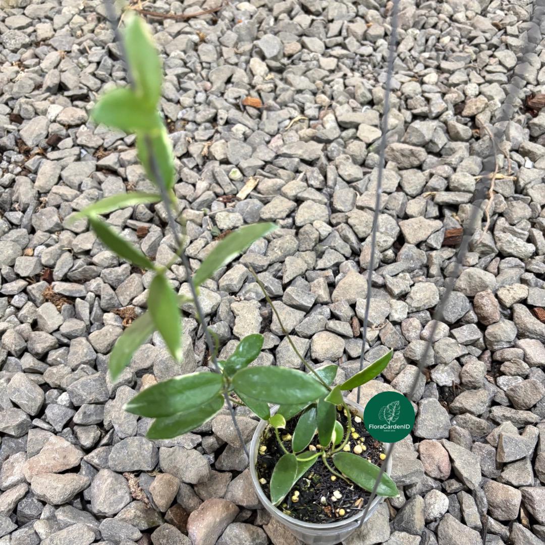 Hoya lyi prism - Etsy 日本