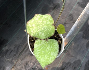Hoya Híbrida (Purpureofusca x Imbricata Silver) Hoya de Hojas Grandes / Rara Planta con Efecto Salpicadura Plateada / Esqueje con Enraizamiento / Planta de Interior Fácil de Cultivar / Follaje con Hojas con Efecto Salpicadura Plateada