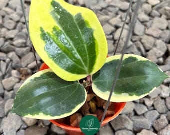 Glabra Alex (hoya) / Phyto Cer. (random) - Etsy