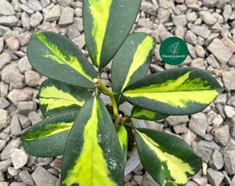 US Seller- Hoya Diversifolia Maharani Variegata VERY Rare - Pick