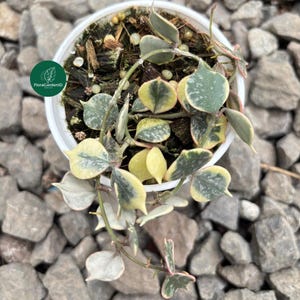 Hoya polyneura 斑入り？ Hoya polyneura inner variegated - Etsy 日本