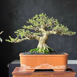 Wrightia Religiosa Bonsai | Water Jasmin | Tropical Bonsai | Water Jasmin | Bonsai Tree