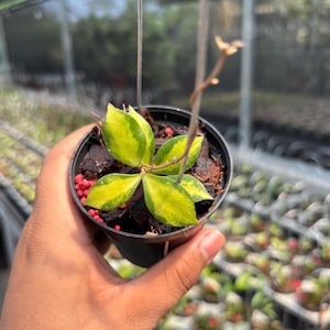 Hoya Bakoensis - Etsy