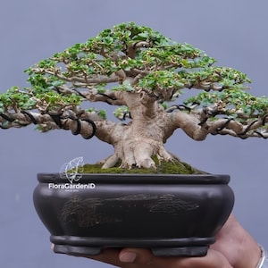 Live Bonsai Premna Microphylla | Rare Tropical Bonsai Tree for Collection & Home Decor | Indoor Outdoor Decoration