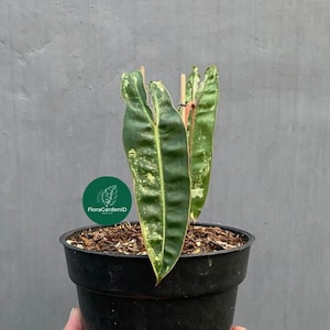 Philodendron Billietiae Bont | Bonte tropische plant | Zeldzaam gebladerte | Onderhoudsarme kamerplant | Keuze voor verzamelaars