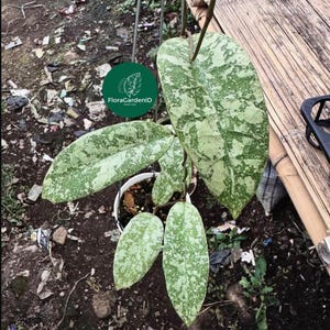 Hoya SLM-04 Silver Rare Collector Specimen (Young or Mature)|Stunning Tropical Plants For Home Decoration|Easy Care Tropical Plants|Hoya