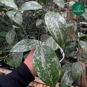 Hoya KSB 08 Splash| Silver Splash-Patterned Foliage | Easy Care Tropical Plant | Rare Collector’s Hoya | Urban Jungle Home Décor | HoyaPlant