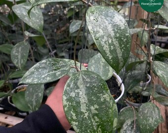 ホヤ・シルバー・ダラー - Etsy 日本