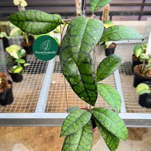 Hoya Calistophylla Black Cat | Miniature Hoya with Bold Veins | Easy Care Indoor Plant | Rare Houseplant Gift |Urban Jungle Decor|Hoya Plant