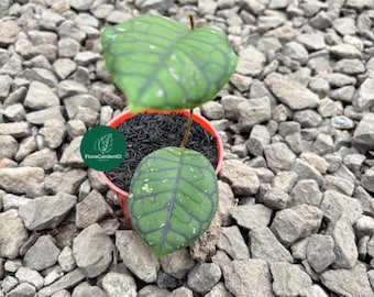 Hoya Kalimantan Mini Coin Splash - NOT Rooted Cutting - Etsy