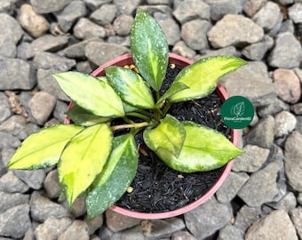 Glabra Alex (hoya) / Phyto Cer. (random) - Etsy