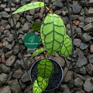 Hoya Callistophylla|Stunning Tropical Plants For Home Decoration|Easy Care Tropical Plants|Gift Idea|Urban Jungle|Hoya With Bold Veins