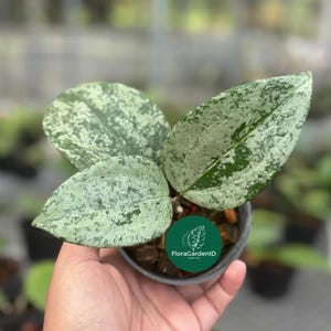 Hoya latifolia ‘MRH’ – High Silver Big-Leaf Hoya | Rare Silver-Splash | Rooted Cutting / Easy Houseplant | Silver Splash Leaf Foliage