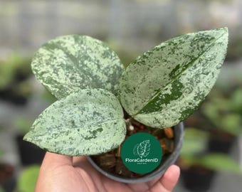 Hoya Diversifolia Maharani - Etsy