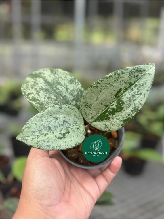 Hoya Latifolia 'MRH' – High Silver Big-leaf Hoya | Rare Silver