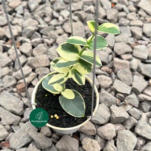 Könnte beinhalten: Eine kleine Topfpflanze mit grün-cremefarbenen Blättern. Die Pflanze befindet sich in einem weißen Topf, der an einem dünnen Draht aufgehängt ist. Der Hintergrund besteht aus grauen Steinen. Ein grüner runder Aufkleber mit Text ist sichtbar.