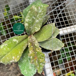 Hoya undulata Splash | Rare Undulating Wax Plant | Beautiful Splash Variegation | Air Purifier Houseplant | Collector Indoor Jungle | Hoya