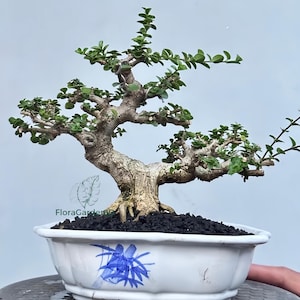 Premna Microphylla Bonsai | Sancang Bonsai Tree | Tropical Indoor Bonsai |Miniature Tree | Unique Gift | Live Plant Decor