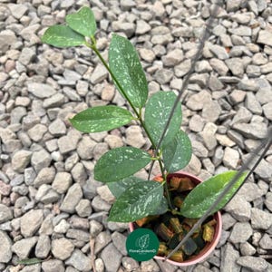 Hoya Campanulata Splash Silver | Rare Exotic Hoya with Stunning Silver Pattern | Urban Jungle Decor | Live Plant