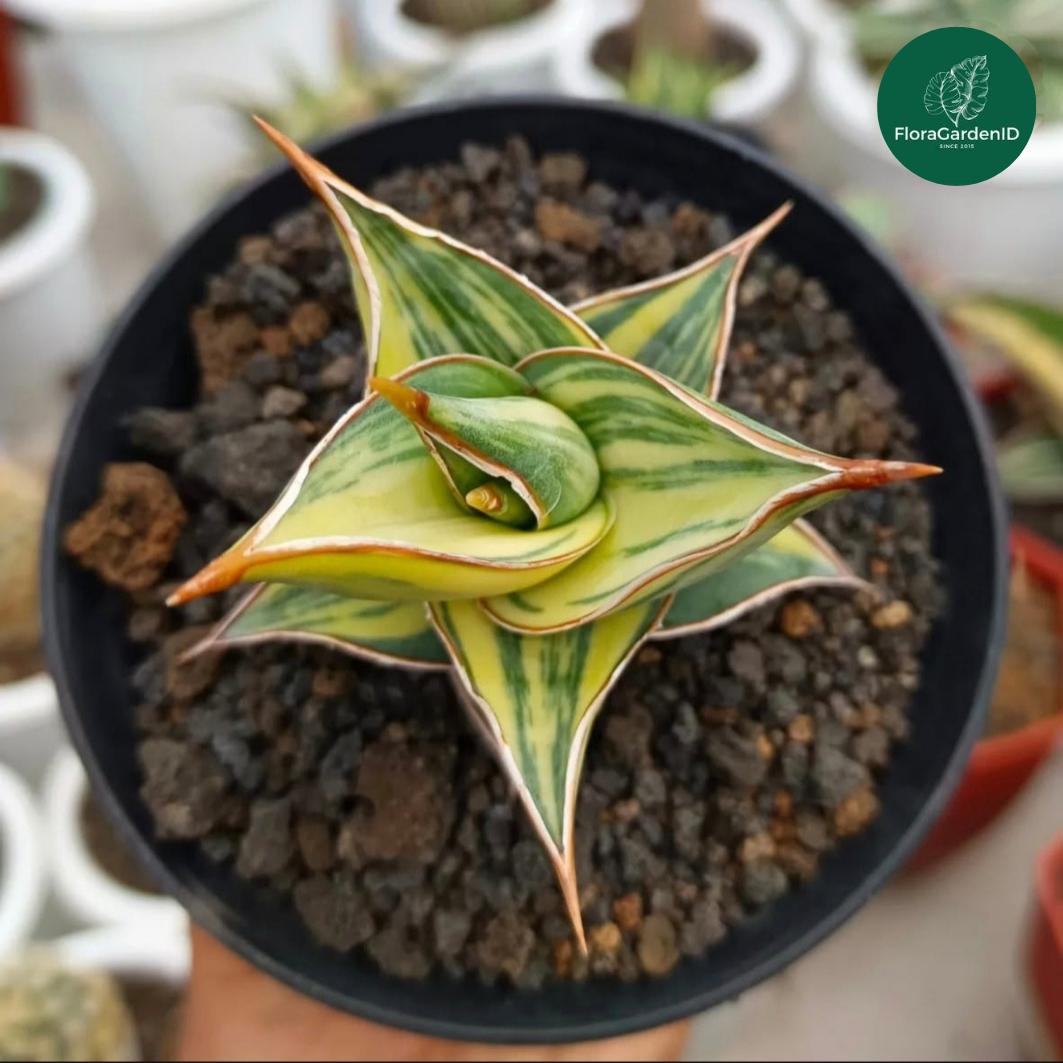 Sansevieria Pinguicula - Etsy