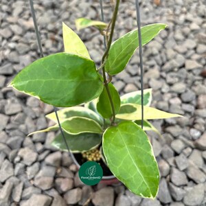 Könnte beinhalten: Ein Set aus drei Keramikbechern mit gesprenkelter, matter Oberfläche. Die Becher sind in Creme-, Hellgrau- und Dunkelgrautönen gehalten. Jeder Becher hat ein schlichtes, minimalistisches Design.