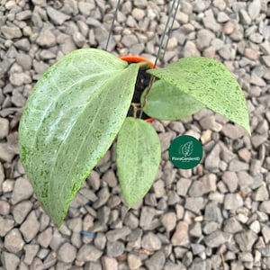 Hoya Glabra Gin Zilver | Zeldzaam zilveren blad | Onderhoudsvriendelijke hangkamerplant | Exotische hoya-verzamelaarsplant