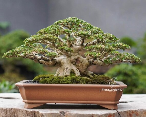 Premna Microphylla Bonsai Baum | Wohnkunst Tropische Bonsais fr Wohnkultur  | Tropischer Bonsai Baum | Unikat Tropischer Bonsai - Etsy.de