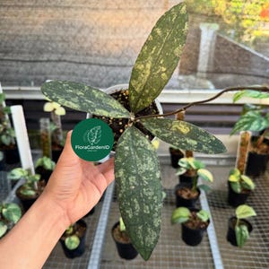 Hoya Clemensiorum Super Splash | Rare Borneo Foliage Plant |Veined Silver Leaf Hoya |Easy Care Collector’s Plant| Exotic Jungle Indoor Decor