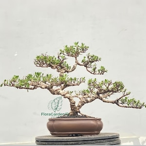 Bonsai Phempis Acidula | MiniatureTree | Indoor Bonsai | Live Tree Art |Nature In Miniature |  Urban Jungle Decorative