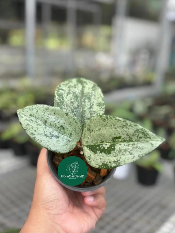 Hoya Latifolia 'MRH' – High Silver Big-leaf Hoya | Rare Silver