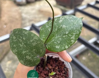 Imagen real de un híbrido de Hoya purpureofusca x imbricata / Follaje con patrón único / Para amantes de las hoyas / Aroid exótica para coleccionistas