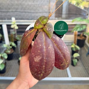 Hoya Mitrata Red Leaf|Collectible Splash Leaf Houseplant |Silver Splash Foliage Leaf|Gift Idea|Urban Jungle|Decorative Plant|Hoya Red Splash