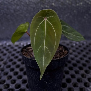 May include: A potted plant with large, dark green leaves and prominent white veins. The leaves have a pointed shape. The plant is in a black plastic pot, set against a dark, textured background. The plant appears to be a houseplant, suitable for indoor spaces.