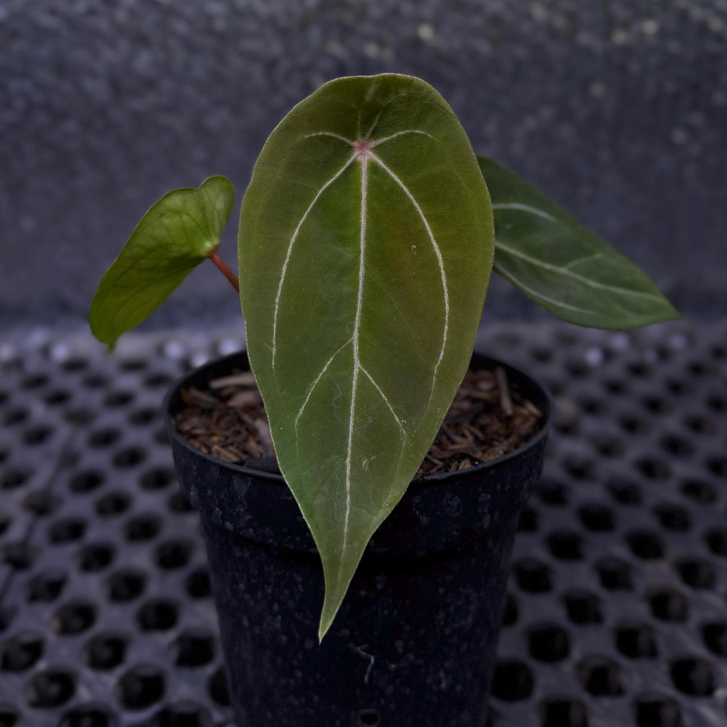 Anthurium red spider - Etsy 日本