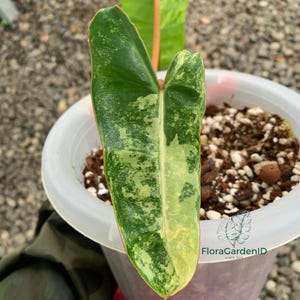 Philodendron Billietiae Bont | Bonte tropische plant | Zeldzaam gebladerte | Onderhoudsarme kamerplant | Keuze voor verzamelaars