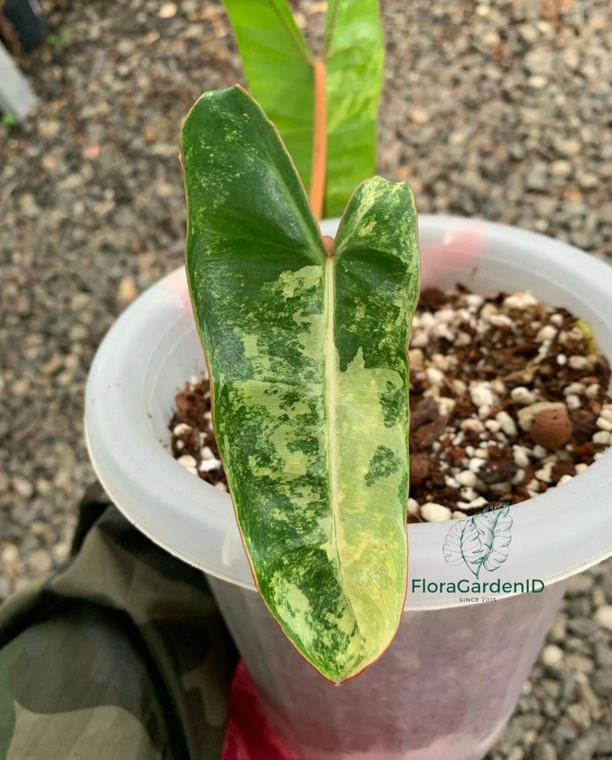 フィロデンドロン・ビリエティアエ コレクション】フィロデンドロン・ビレッティア 斑入り 親株