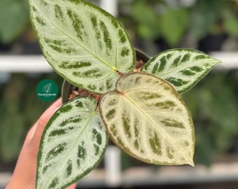 Anthurium Silver Chrome Rare Aroid / Pianta esotica con foglie argentate scintillanti / Pianta rara con fogliame argentato mozzafiato