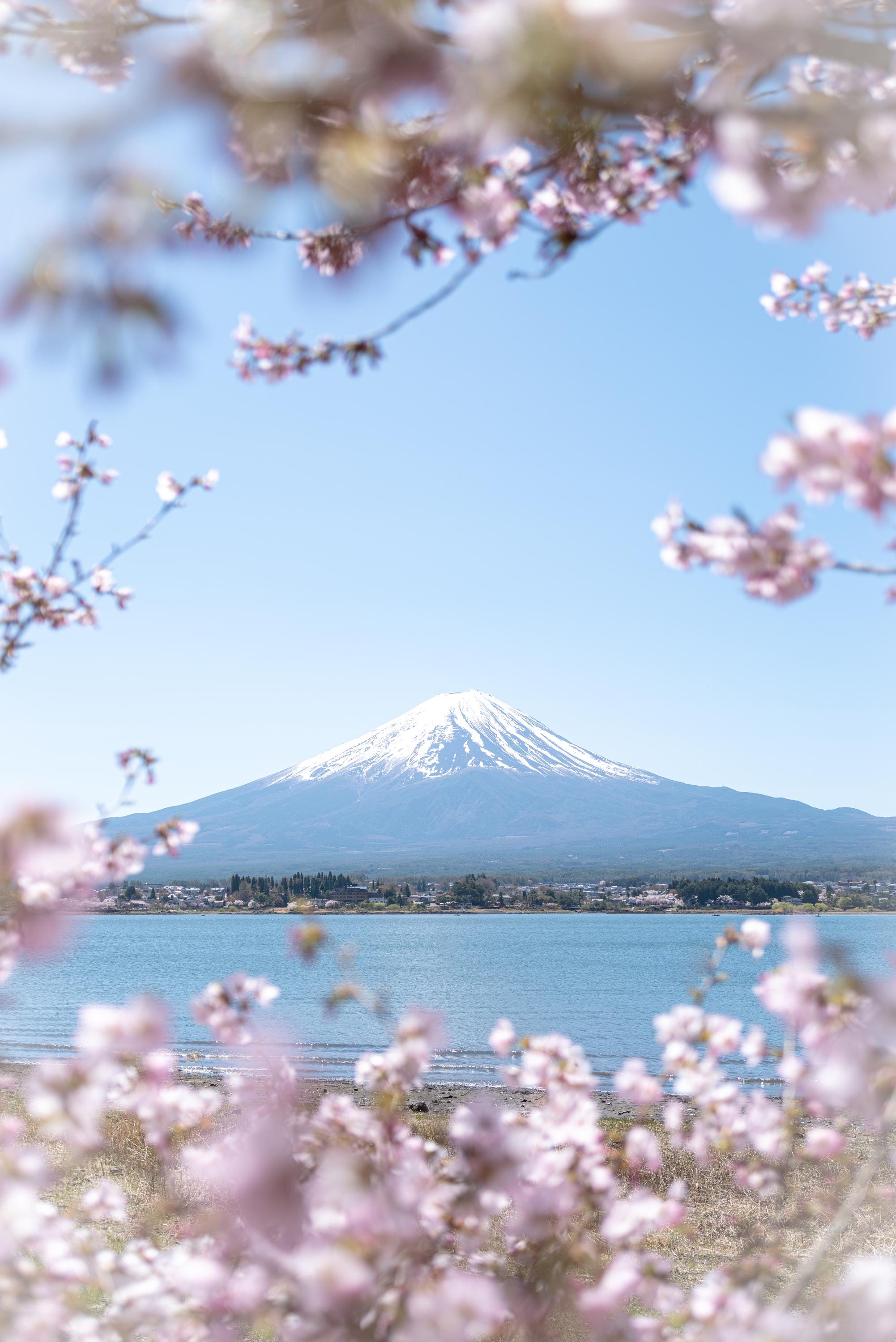 Mount Fuji Cherry Blossom Poster | Japan Photography Wall Art, Spring ...