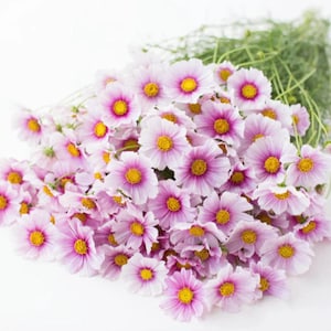 Daydream Cosmos Flower Seeds – Cosmos bipinnatus | Easy-Grow Annual | Cottage Garden Flower| 25+
