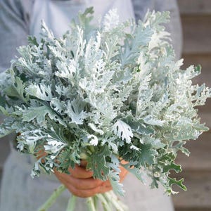 Hohe Dusty Miller Blumensamen - Senecio cineraria | silbriges Laub für Sträuße & Trocknen | Zarte mehrjährige Candicans Vielfalt | 30+ Samen