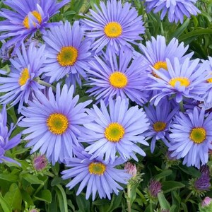 May include: A cluster of purple and blue wildflowers with yellow centres. The flowers are in full bloom and have a delicate, soft appearance.