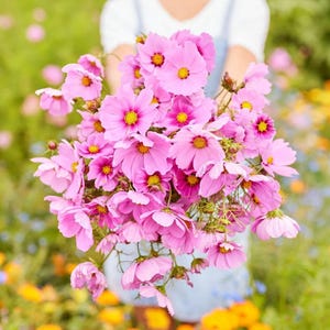 Gloria Cosmos Seeds | Cosmos bipinnatus  | Easy-Grow Annual | Perfect for Cut Flowers | 25+