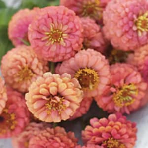 Zinnia saumon de l'Oklahoma | Graines de fleurs faciles à cultiver | fleurir tout l'été | Zinnia elegans | Coupez et revenez | Jardin du chalet | 25+