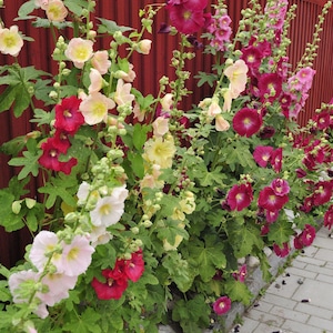 Graines de fleurs de rose trémière héritage classique – Alcea rosea | Mélange unique de couleurs | Grande plante vivace rustique | 20+