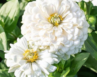 アンティークフランス製鋳鉄プランター - Etsy 日本