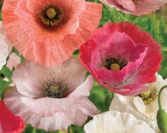 Mother of Pearl Poppy Flower Seeds – Papaver rhoeas | Shirley Poppy Variety | Cottage Garden Blooms | Fall Sowing Flower Seeds | 50+