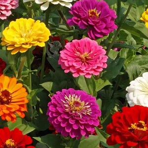May include: A vibrant collection of colorful zinnia flowers in full bloom. The image showcases a variety of colors, including pink, yellow, orange, red, white, and purple, with green foliage. The flowers have layered petals and yellow centers.