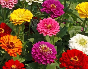 California Giants Mix Zinnie | Zinnia elegans | Bauerngarten | Schnittblume | Sommer lang Blühend | Farbe Blumenstrauß | 25+