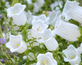 Campanula witte bloemzaden – Campanula medium | Canterbury Bells | Zuiver witte bloemen | 100 zaden